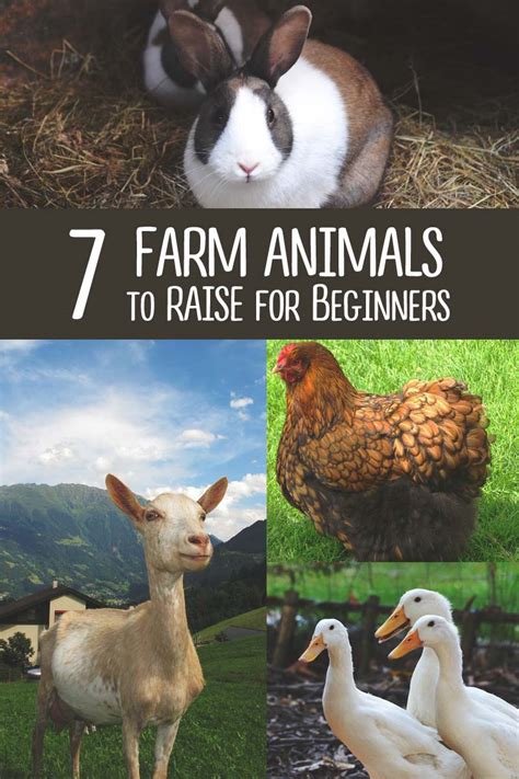 What Farm Animals Are Easy To Raise